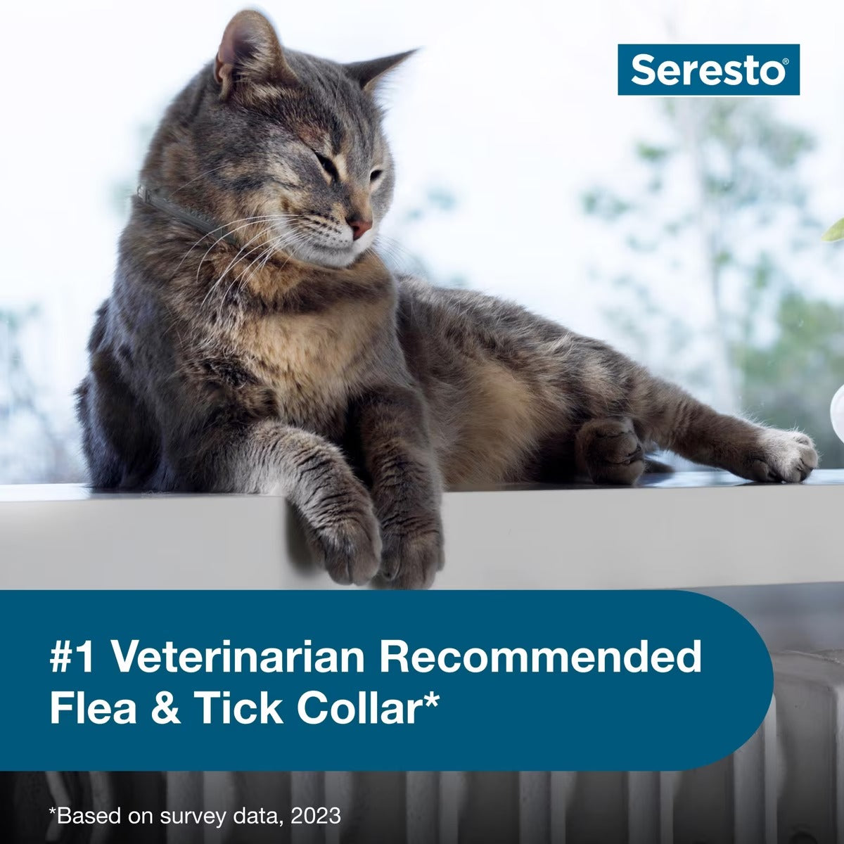 Seresto Flea & Tick Collar for Cats, 1 Collar (8-mos. supply)